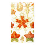 Vintage Naturalist Image of Starfish (Asteroidea) Business Card Templates