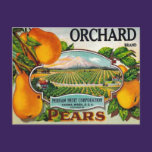 Vintage Orchard Pears Postcard postcards