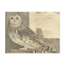 Vintage Owl Postcard