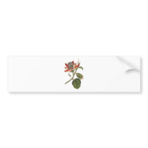 Vintage Passion Flower