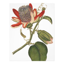 Vintage Passion Flower Personalized Letterhead