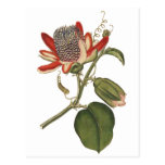 Vintage Passion Flower Postcards