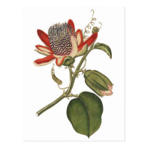 Vintage Passion Flower Postcards