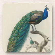 Vintage Peacock Drink Coasters