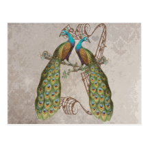 Vintage Peacock Grunge Damask Love Birds Post Card