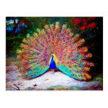Vintage Peacock Painting Post Card