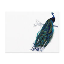 Vintage Peacock Post Card