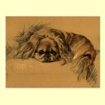 Vintage Pekingeses Puppy postcards