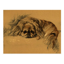 Vintage Pekingeses Puppy Post Card