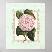 Vintage Pink and White Camellia Shabby Elegance Posters