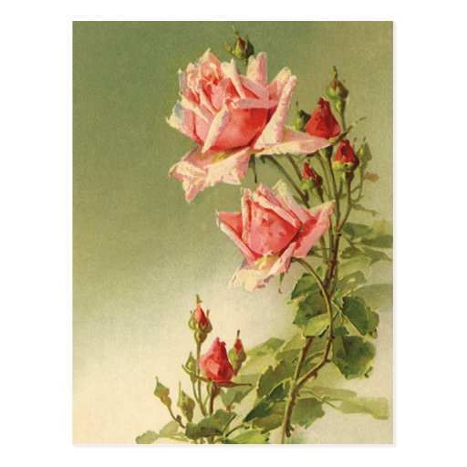 Vintage Pink Garden Roses for Valentine's Day Postcards