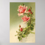 Vintage Pink Garden Roses for Valentine's Day Posters