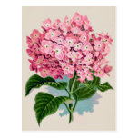 Vintage Pink Hydrangea Flower Postcard