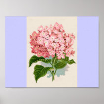 Vintage Pink Hydrangea Posters