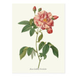 Vintage Pink Rose Botanical Print Postcard