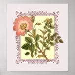 Vintage Pink Rose Shabby Elegance posters
