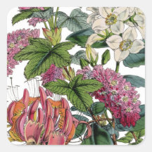 Vintage Pink White Victorian Flora Botanical Print Square Sticker