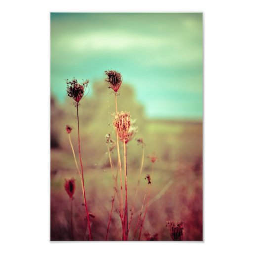 Vintage plants photographic print