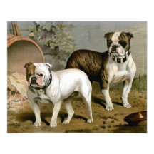 Vintage print of a pair of BullDogs Photograph