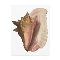 Vintage Queen Conch Seashell Post Card
