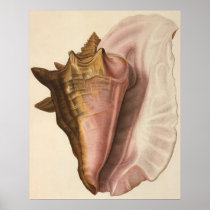 Vintage Queen Conch Seashell Print