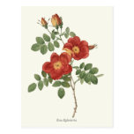 Vintage Red and Yellow Rose Botanical Print Post Card