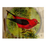 Vintage Red Bird Post Cards
