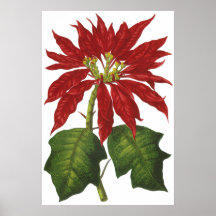 Vintage Red Christmas Poinsettia with Green Leaves Posters