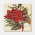 Vintage, Red Rose, Wife Birthday Refrigerator Magnets