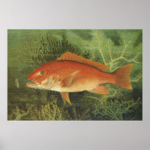 Vintage Red Snapper Fish Under the Ocean Poster