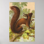Vintage Red Squirrel Print