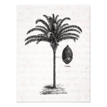 Vintage Retro Brazilian Palm Tree Template Palms Photographic Print
