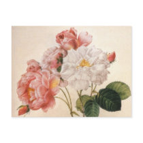 Vintage Rose Postcard