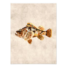 Vintage Scorpion Fish - Antique Hawaiian Print Photo Print