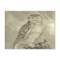 Vintage Screech Owl Postcard