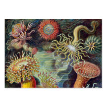 Vintage sea anemones scientific illustration business card template