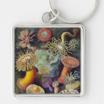 Vintage sea anemones scientific illustration keychains