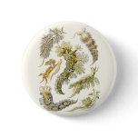 Vintage Sea Slugs buttons