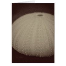 Vintage Sea Urchin Greeting Cards