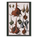 Vintage Seashells cards
