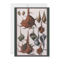 Vintage Seashells invitations