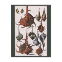 Vintage Seashells postcards