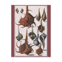 Vintage Seashells Post Cards
