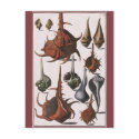 Vintage Seashells postcards