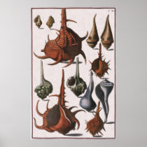 Vintage Seashells Posters
