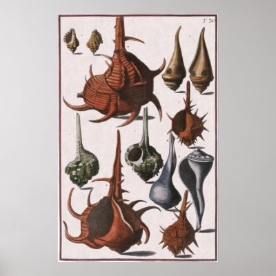 Vintage Seashells Posters by YesterdayCafe