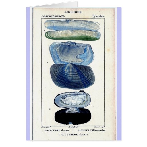 Vintage Shells Cards