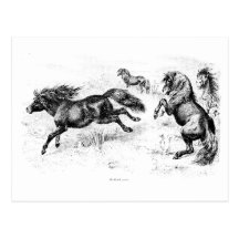 Vintage Shetland Ponies - 1800's Horse and Pony Postcard