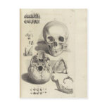 Vintage Skulls Post Cards