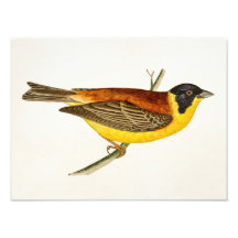 Vintage Song Bird Illustration - 1800's Birds Photo